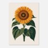 Affiche Tournesol, tirage botanique contemporain à encadrer, format A4 à A1