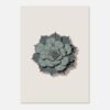 Affiche Echeveria, tirage botanique minimaliste à encadrer, format A4 à A1