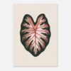 Affiche Caladium, tirage botanique contemporain à encadrer, format A4 à A1
