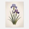 Affiche Iris de Sibérie, tirage botanique japandi à encadrer, format A4 à A1