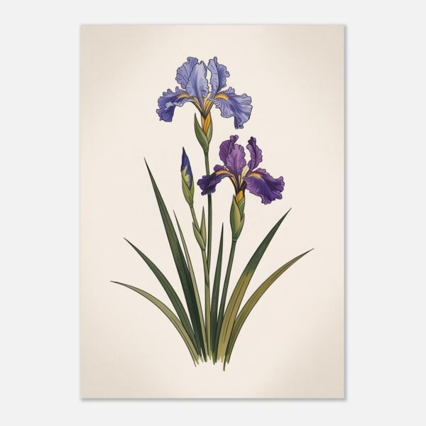 Affiche Iris de Sibérie, tirage botanique japandi à encadrer, format A4 à A1