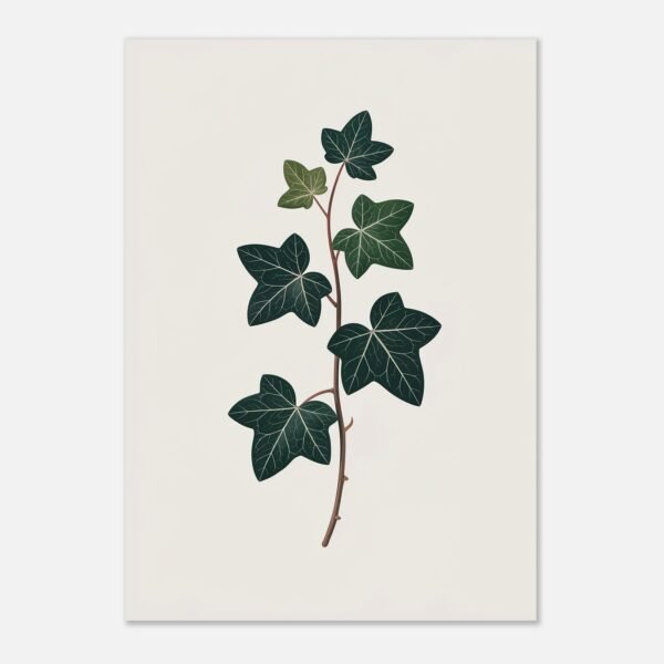 Affiche Lierre, tirage botanique minimaliste à encadrer, format A4 à A1