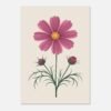 Affiche Cosmos, tirage botanique contemporain à encadrer, format A4 à A1