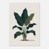 a51de082-1cbd-4dda-897e-775d77adc43c-1.jpg Affiche Aspidistra, tirage botanique contemporain à encadrer, format A4 à A1