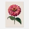 Affiche Zinnia, tirage botanique contemporain à encadrer, format A4 à A1