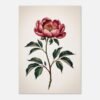 Affiche Pivoine, tirage botanique japandi à encadrer, format A4 à A1