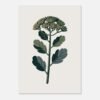Affiche Sedum, tirage botanique contemporain à encadrer, format A4 à A1