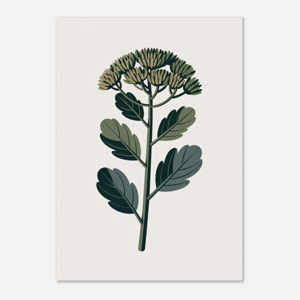 Affiche Sedum, tirage botanique contemporain à encadrer, format A4 à A1