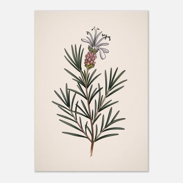 Affiche Romarin en fleur, tirage botanique japandi à encadrer, format A4 à A1